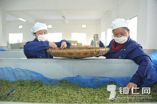 新寨生態茶葉園 以茶興業，助力鄉村振興
